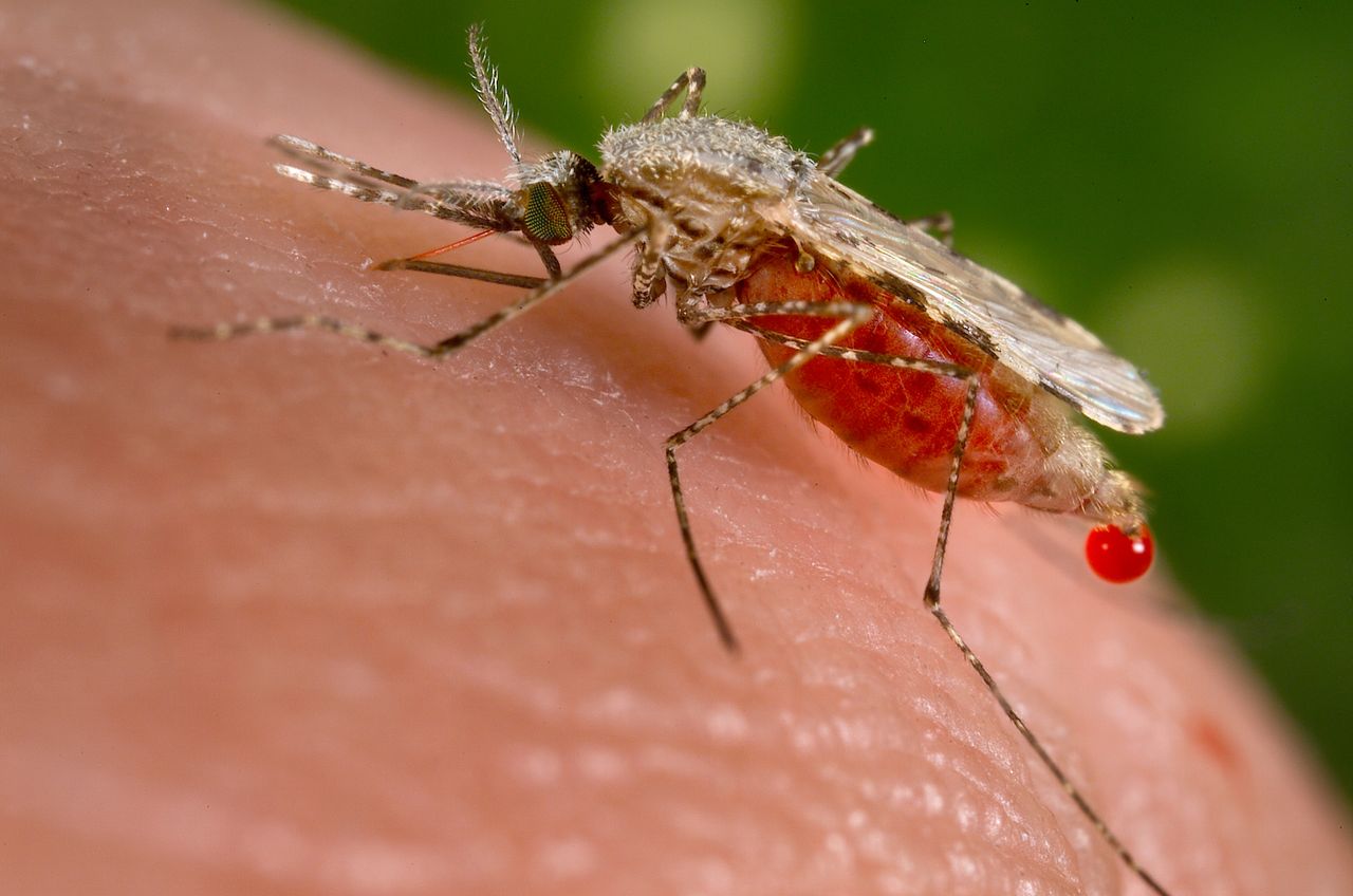 Nietypowe, ale skuteczne sposoby na komary