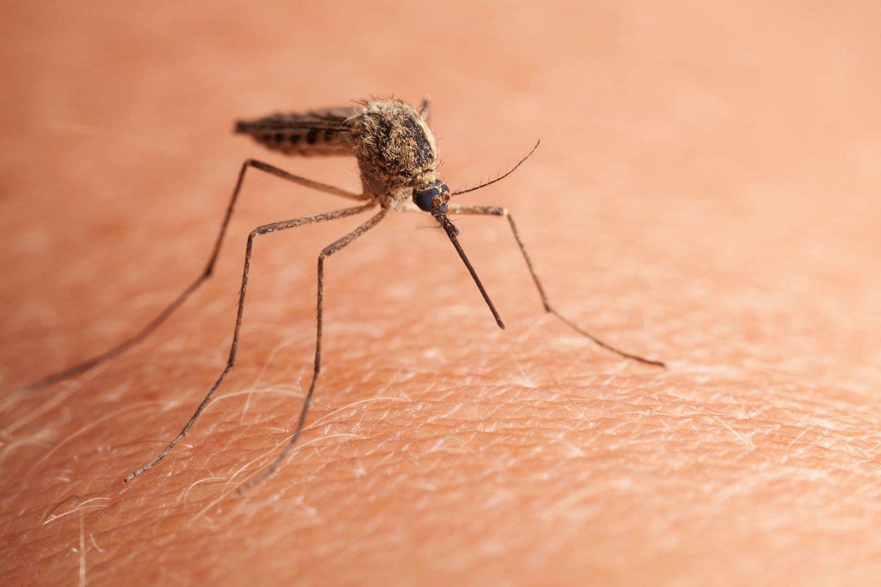 Tkaniny z grafenem mogą stanowić rewolucję w walce z komarami