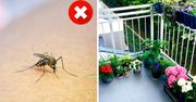 Rośliny, których komary nienawidzą! Postawione na balkonie czy w ogrodzie skutecznie je odstraszą