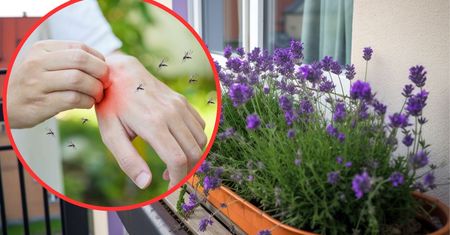 Kompozycja roślin odstraszających komary na balkony i tarasy