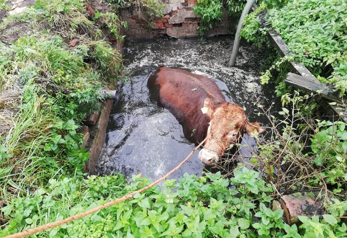 800-kilogramowy byk utknął w szambie w Grabinie w województwie warmińsko-mazurskim.