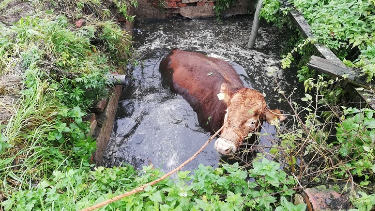 800-kilogramowy byk utknął w szambie w Grabinie w województwie warmińsko-mazurskim.