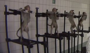 Barbarzyńskie testy w niemieckim laboratorium. Kara... 300 euro