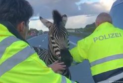 Nietypowy wypadek na autostradzie A20. Wszystkiemu winna zebra