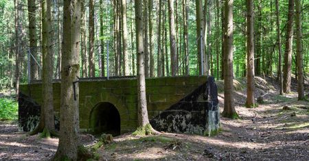 Tajemnicze pozostałości po nazistach. Las skrywa zapomniane budowle