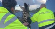 Nietypowy wypadek na autostradzie A20. Wszystkiemu winna zebra