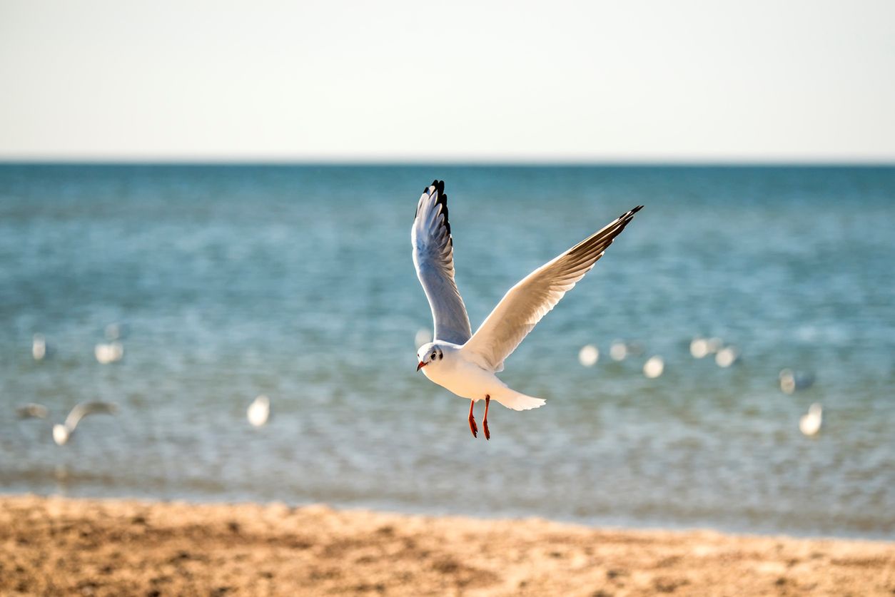 black headed gull flying over a beach