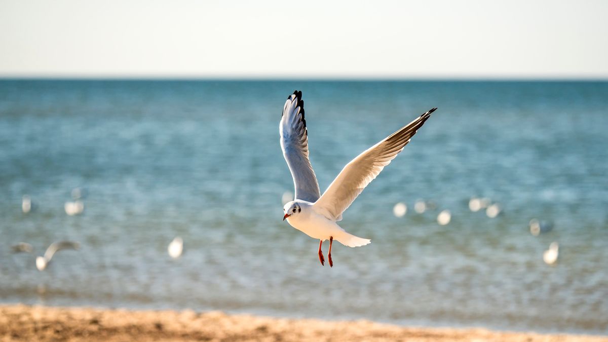 black headed gull flying over a beach