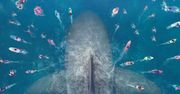 Wielki rekin na spokojnych wodach w superprodukcji "The Meg"  na DVD i Blu-ray