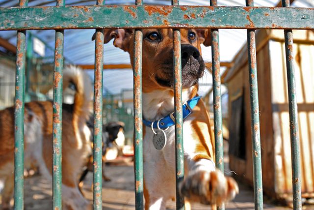 Zwierzęta z krakowskiego schroniska czekają na adopcję