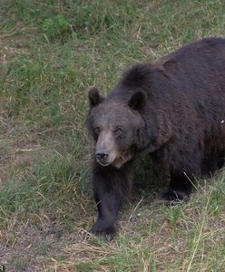Atak niedźwiedzia w Armenii. Nie żyje Polak. MSZ potwierdza
