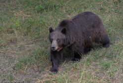 Atak niedźwiedzia w Armenii. Nie żyje Polak. MSZ potwierdza