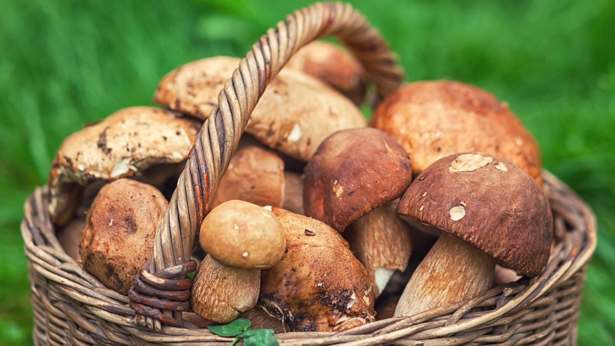 A wicker brown basket with beautiful large forest white mushrooms with rind hats stands on a lawn with bright green grass.  Close up white mushrooms