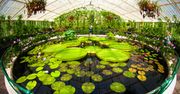 Najwspanialsze ogrody botaniczne Europy