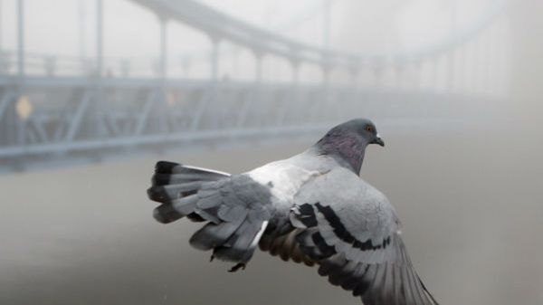 W najbliższych dniach mogą pojawić się mgły