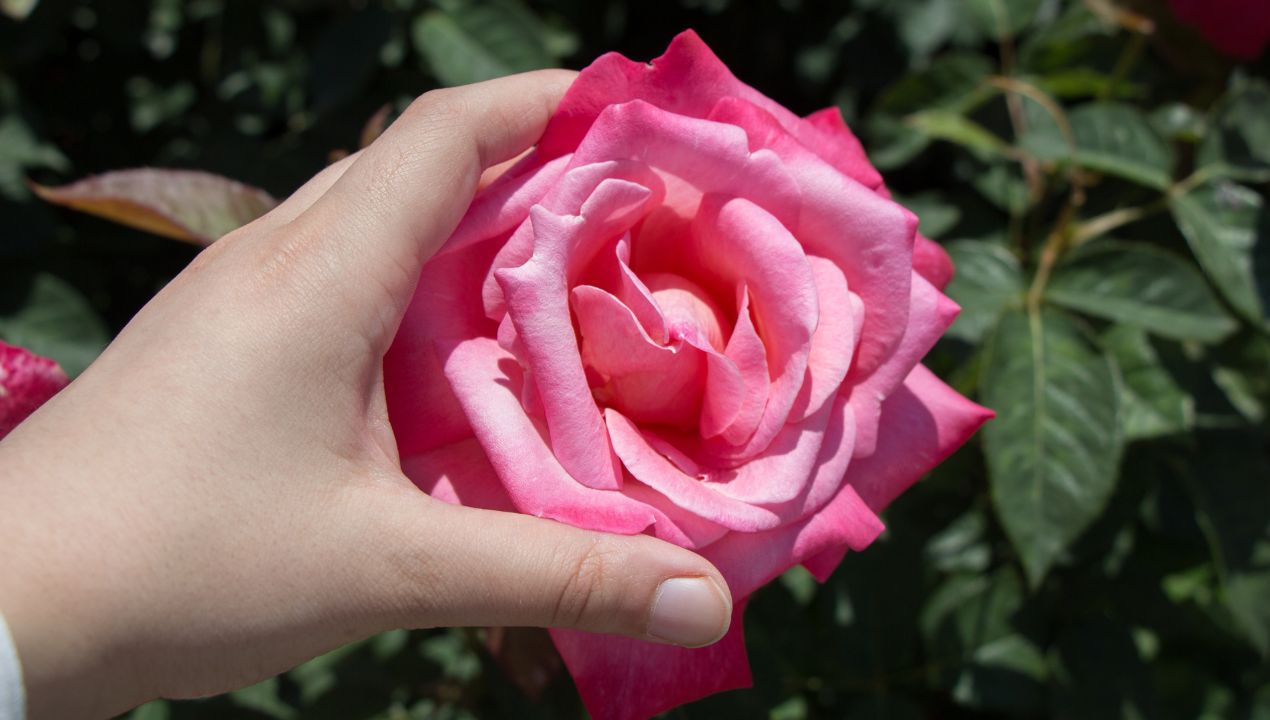 jak chronić róże przed chorobami fot. getty images
