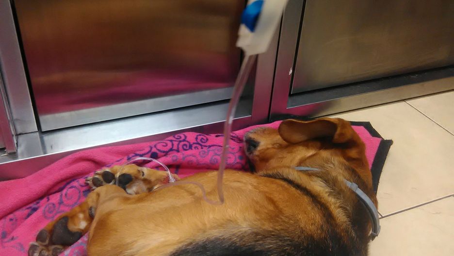 Niewielka ilość ksylitolu spowodowała wystąpienie hipoglikemii u psa