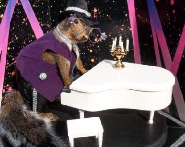 Wypychają martwe zwierzaki. Totalna porażka