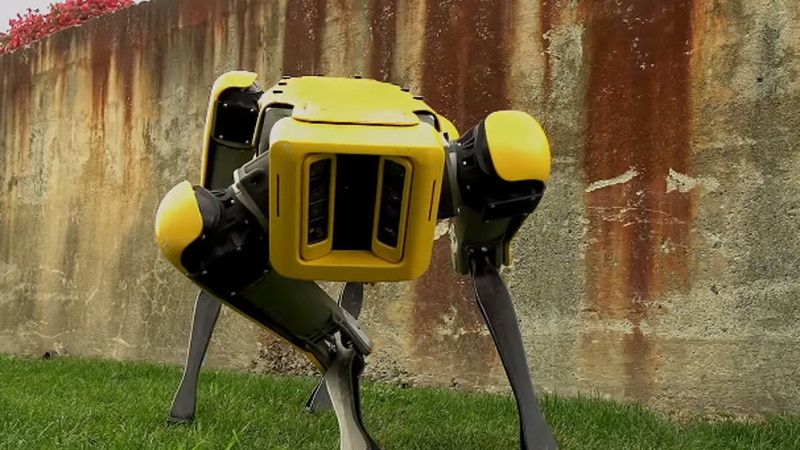 Tak wygląda robot-pies