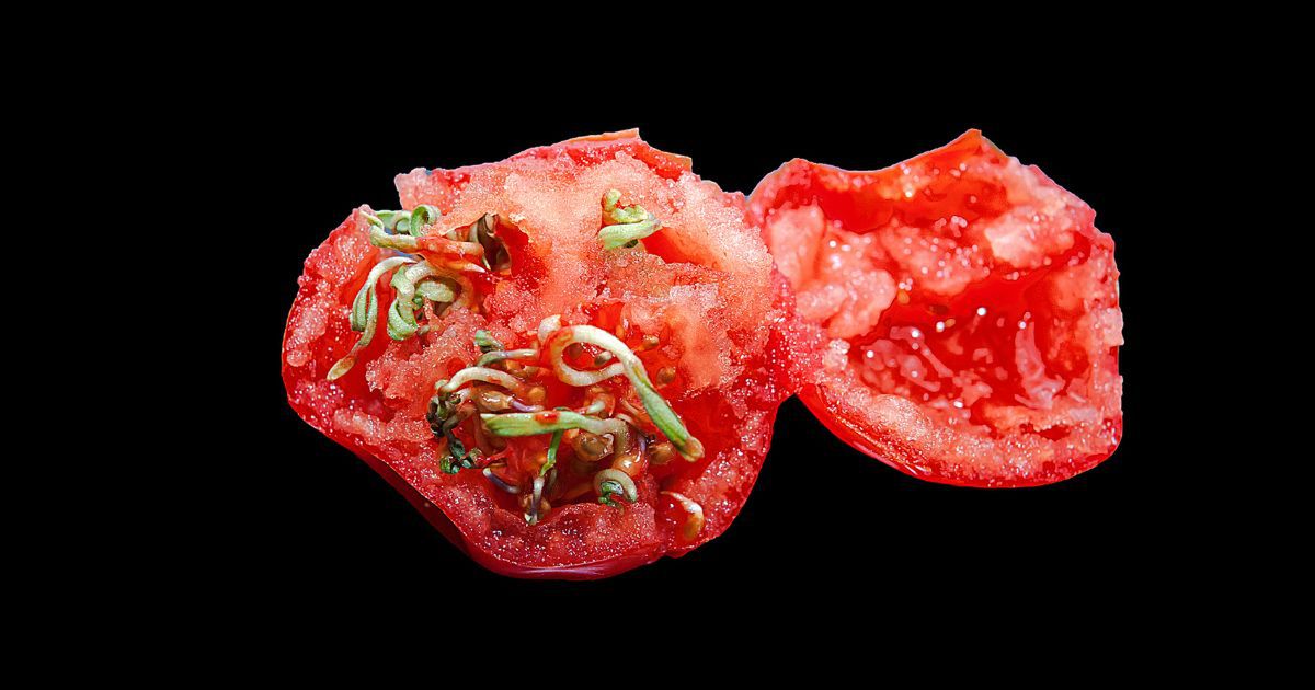 Pomidor z kiełkami - Pyszności; Fotka: Canva.com