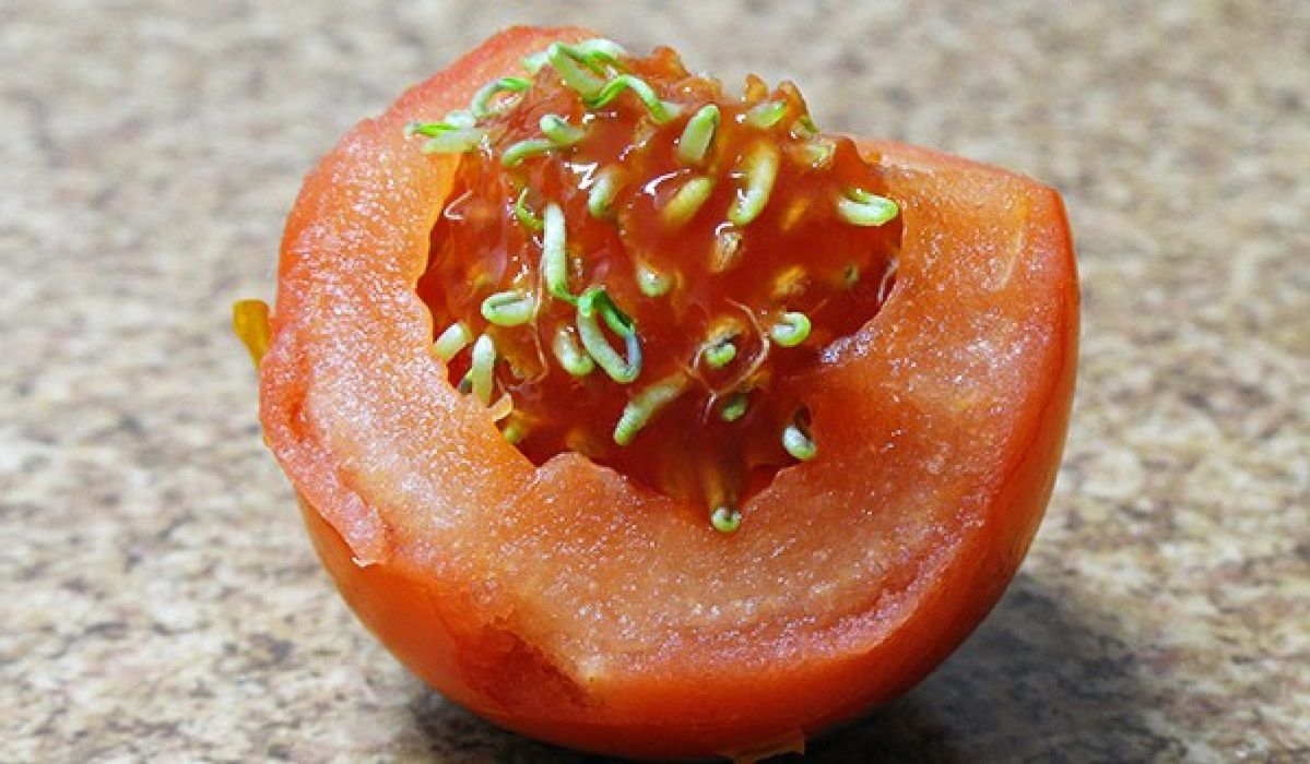 Kiełkujący pomidor jest szkodliwy dla zdrowia? Doktor nie ma wątpliwości