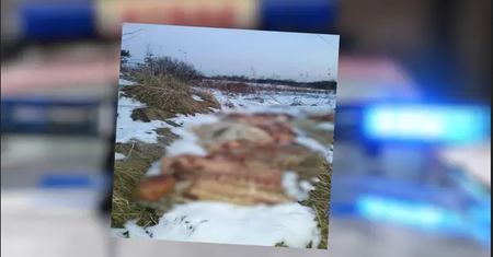Afera mięsna. Mięso wyrzucone na pole. Sprawą zajmie się prokuratura