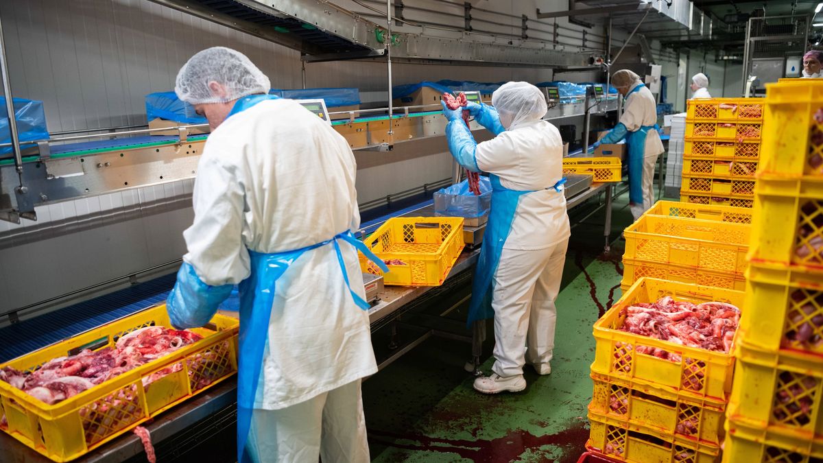 Przez dwa miesiące Ukraińcy za darmo produkowali mięso dla Biedronki