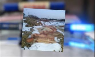 Afera mięsna. Mięso wyrzucone na pole. Sprawą zajmie się prokuratura