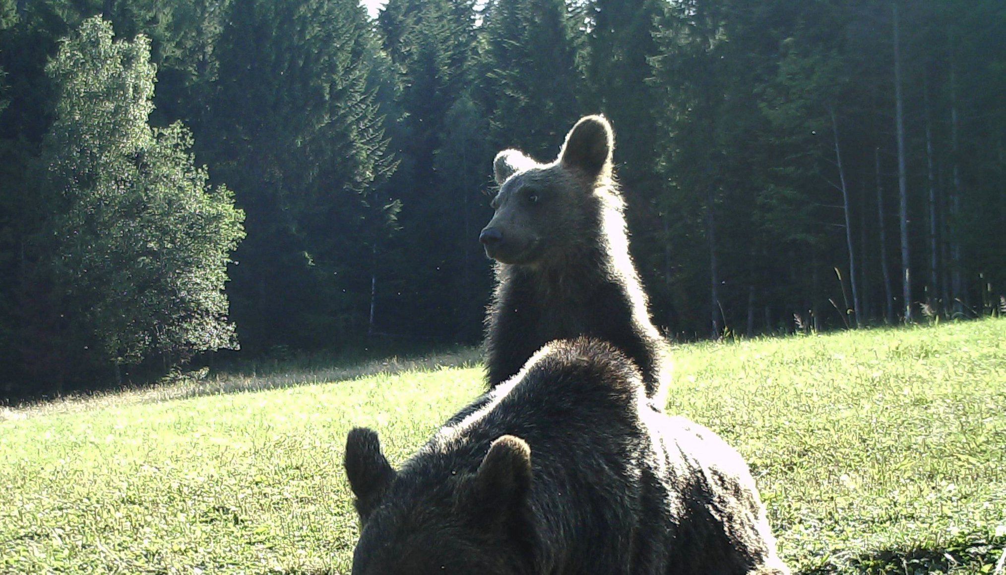 Niedźwiedzie w Nadleśnictwie Baligród 