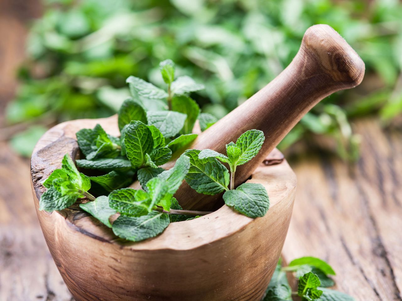 Mięta – aromatyczny dodatek do dań