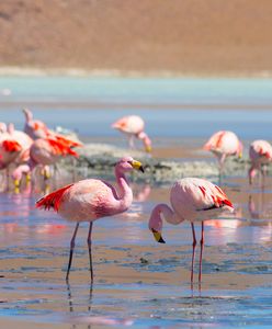 Praca marzeń do wzięcia! Specjalista ds. flamingów na Bahamach