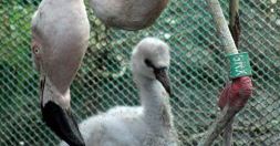 W poznańskim zoo urodził się flaming