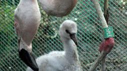 Mały flaming w poznańskim zoo