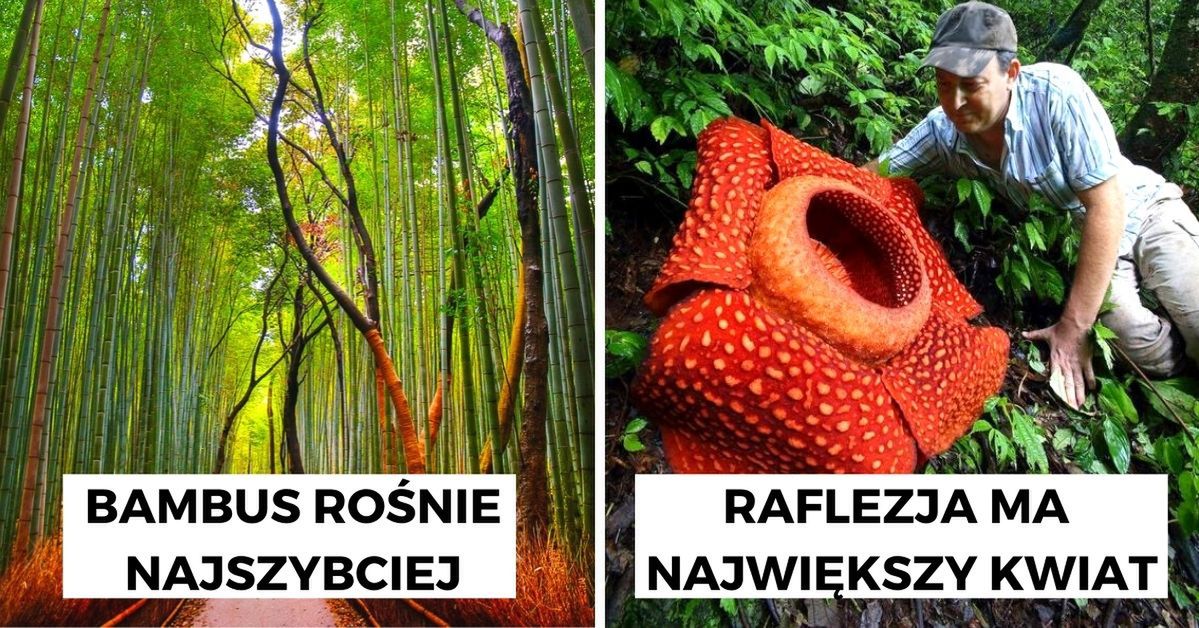 Rośliny mają moc! 10 imponujących rekordzistów, którym należy się miejsce w księdze Guinnessa