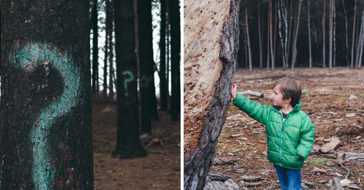 Jak obliczyć wiek drzewa rosnącego a jak ściętego?