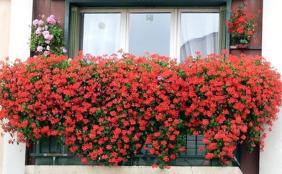 Pelargonie na balkon - sadzenie, odmiany, porady