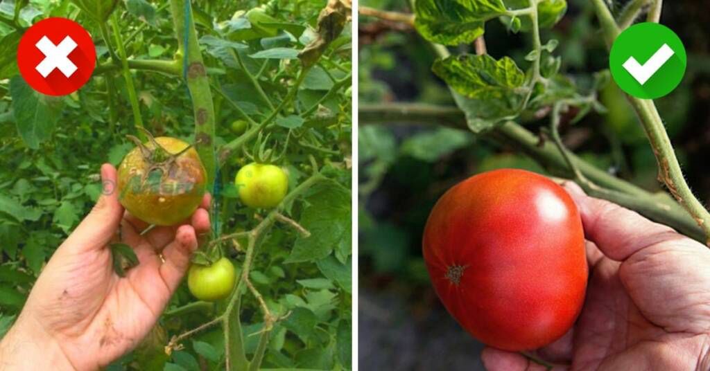 6 DIY Ways to Protect Your Tomatoes against Potato Blight
