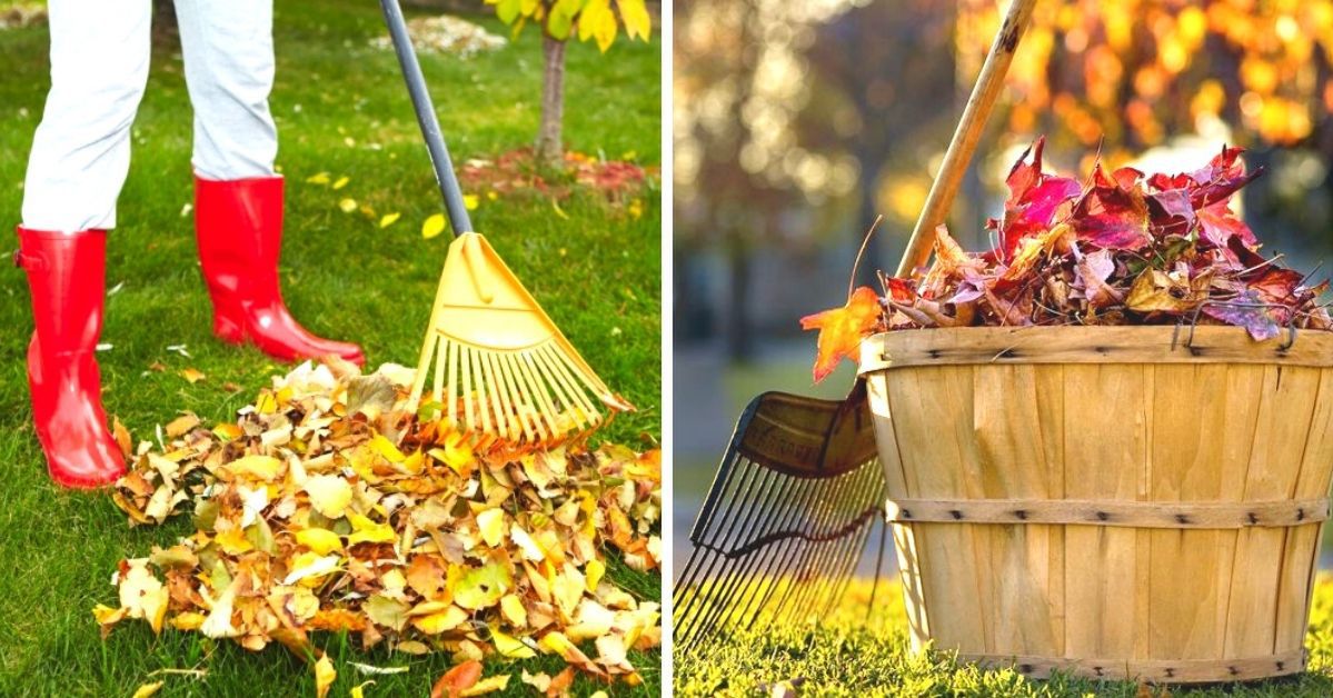 Rake the Leaves or Leave the Job for the Nature? This Is a Dilemma Each Gardener Has to Face Every Single Year