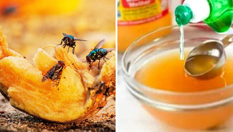 Cleaners Reveal How to Deter Flies from Flying into Our Houses