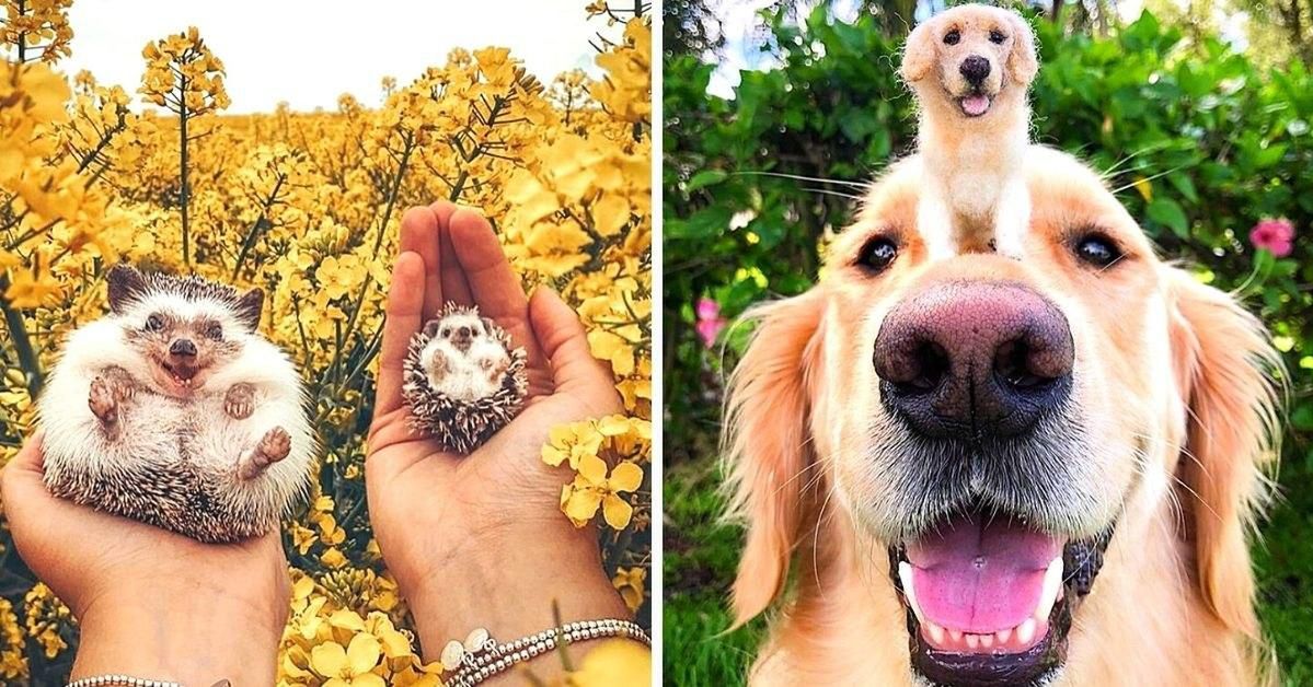 29 Sweet Pets Made of Felt That Will Break Even the Toughest Hearts