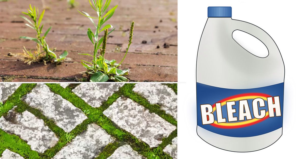 7 Surprising Applications of Bleach. It Can Be Used as a Herbicide but It’s Just One of Them!