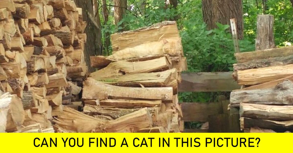 10 Animal Masters of Camouflage. Will You Spot Them in the Photos?