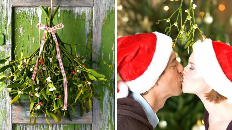 Mistletoe – A Popular Christmas Decoration With Superpowers That Only a Few of Us Have Heard Of