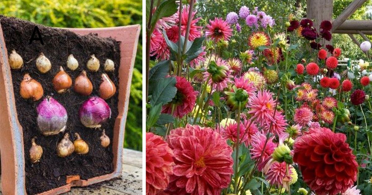 12 Bulbous Flowers Blooming All Summer Long. Your Garden Will Burst with Colours