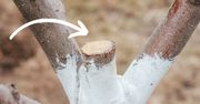 Ten jeden domowy produkt z powodzeniem zastąpi maść ogrodniczą!