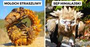 17 niepospolitych zwierząt, które każdego obserwatora oczarują swoją oryginalną aparycją