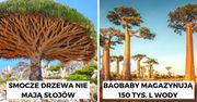 16 drzew jedynych w swoim rodzaju, które wyglądają jak przybysze z innego wymiaru