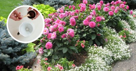 Masz plagę mrówek w ogródku? Pomoże produkt z kuchni, który i tak ląduje w koszu