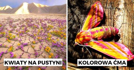 31 fotografii, które ujawniają zaskakujące procesy zachodzące w świecie natury. To istna magia