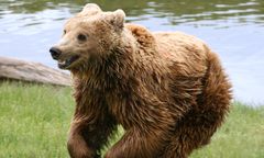 Małopolska: nocny gość we wsi Krempachy